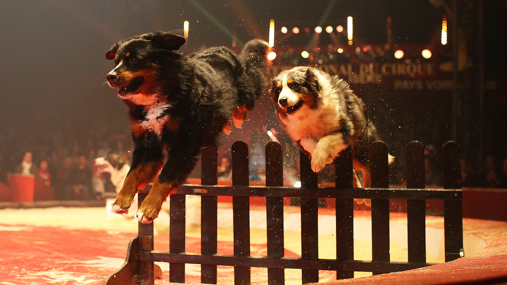 Festival International du Cirque 2017 - numéro avec les Chiens