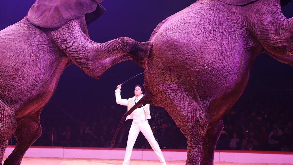 Festival International du Cirque 2017 - Numéro La famille Casselly (élephants)