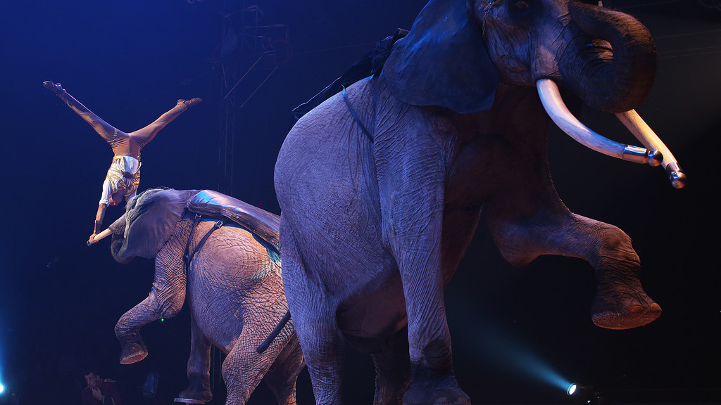 Festival International du Cirque 2017 Numéro de cirque avec la Famille Casselly