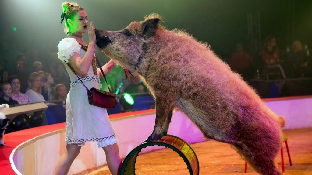 Festival International du Cirque 2016 - Numéro animalier Maike et jorg Probst - cochon