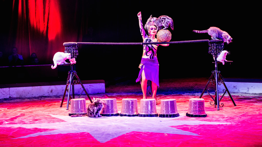 Festival International du Cirque 2015 - Numéro Anelya - Chats
