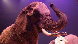 Festival International du Cirque 2017 - Numéro éléphants 