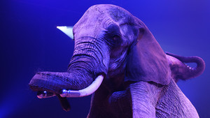 Festival International du Cirque 2017 - Numéro éléphants