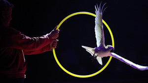 Alessio - perroquets - 2016