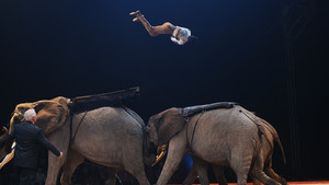 éFestival International du Cirque 2017 - Numéro Eléphants