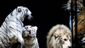 Festival International du Cirque 2016 - Numéro Martin Lacey - tigres blancs