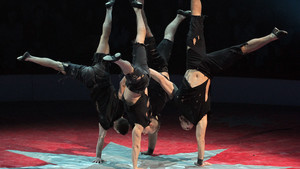 Wild - Acrobates - 2018