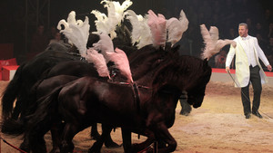 Marlon Zinnecker - chevaux - 2018