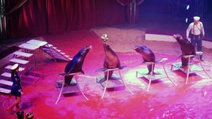 Festival International du Cirque 2016 - Numéro Petra et Roland Duss - otaries