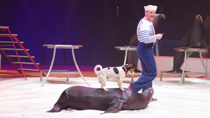 Festival International du Cirque 2016 - Numéro de dressage avec chien de Duss photo Christian Hamel