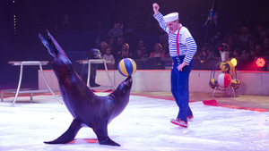 Festival International du Cirque 2016 - Numéro Roland Duss - otarie