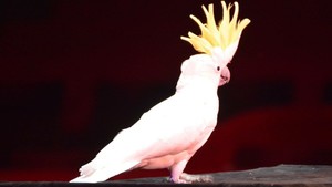 Festival International du Cirque 2016 - Numéro de cirque avec Alessio