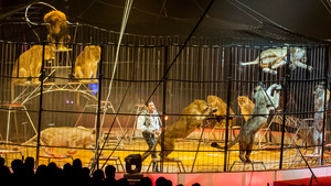 Festival International du Cirque 2016 - Numéro Martin Lacey photo Christian Hamel