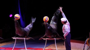 Festival International du Cirque 2016 - Numéro Petra et Roland Duss - otaries 