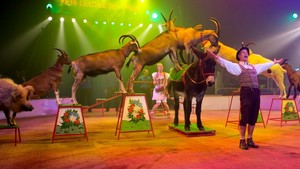 Festival International du Cirque 2016 - Numéro Equilibres avec des animaux Probst
