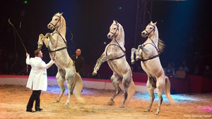 Marlon Zinnecker - chevaux - 2018