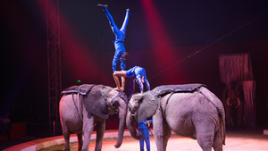 Festival International du Cirque 2015 - Etoile d'or Famille Casselly & éléphants